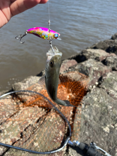 セイゴ（マルスズキ）の釣果