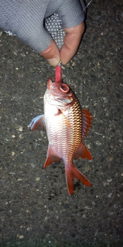 アカマツカサの釣果