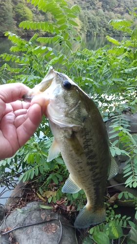 ラージマウスバスの釣果