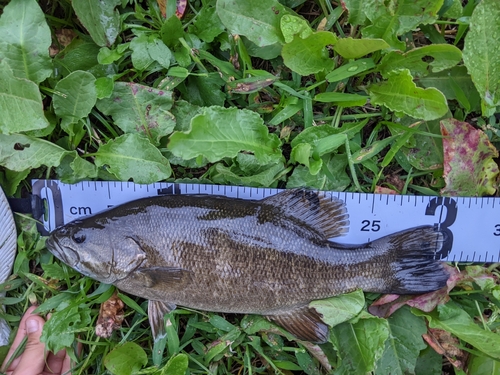 スモールマウスバスの釣果