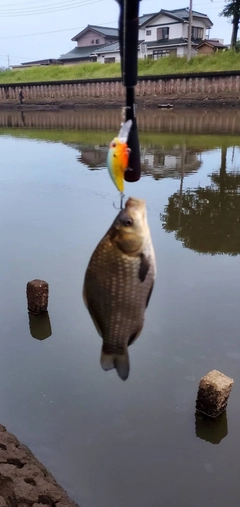 フナの釣果