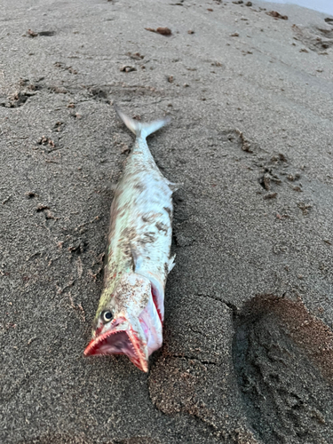 サゴシの釣果