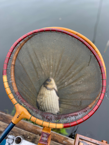 ヘラブナの釣果