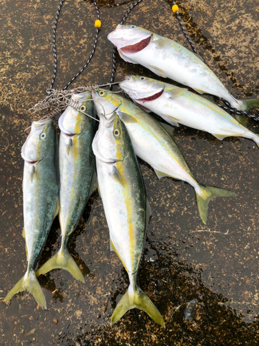 ワカシの釣果