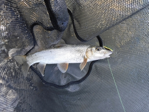 ニゴイの釣果