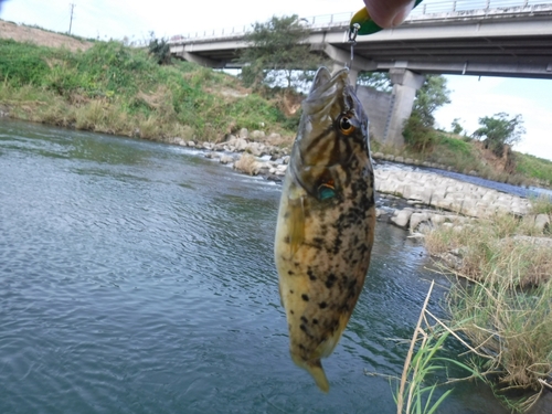 オヤニラミの釣果