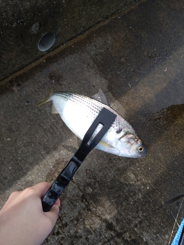 コノシロの釣果