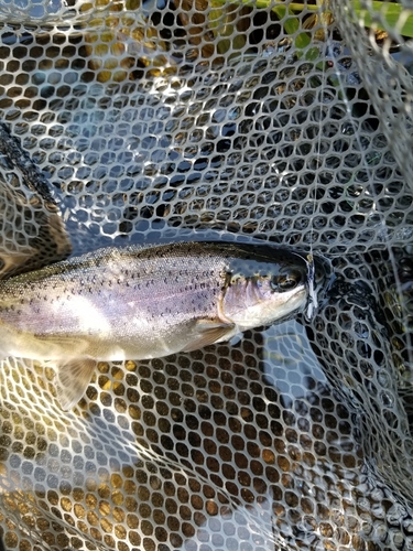 ニジマスの釣果