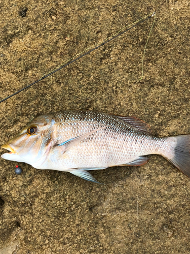 タマンの釣果