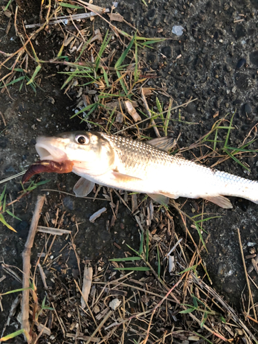 ニゴイの釣果