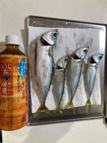 サバの釣果