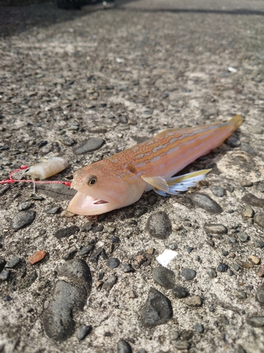 エソの釣果