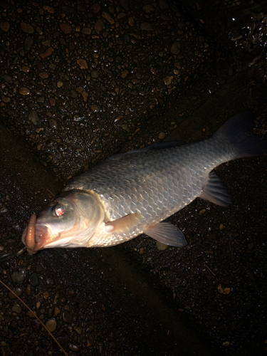 マブナの釣果