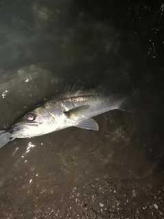 セイゴ（マルスズキ）の釣果