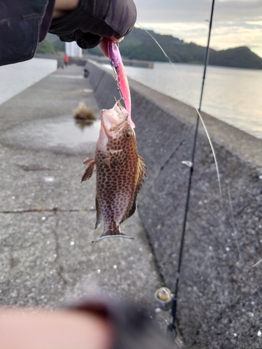 オオモンハタの釣果