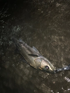 セイゴ（マルスズキ）の釣果