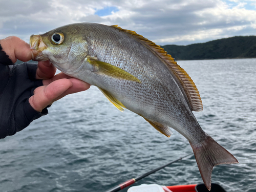 イサキの釣果