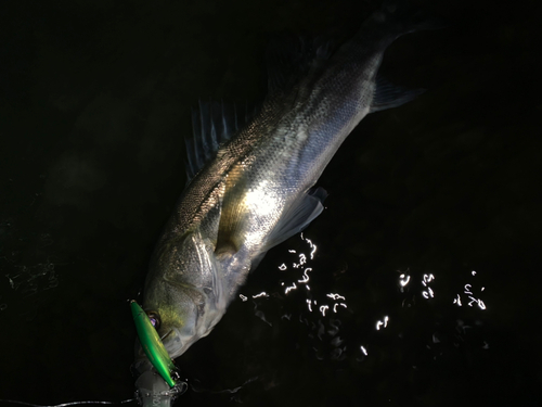 セイゴ（マルスズキ）の釣果