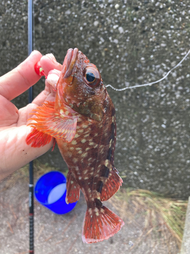 カサゴの釣果