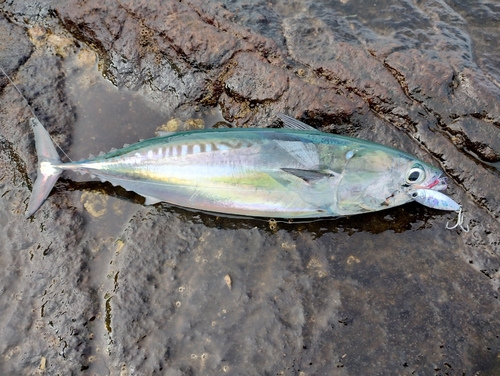 ソウダガツオの釣果