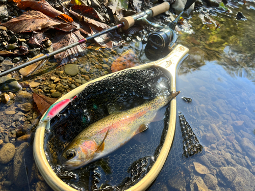 レインボートラウトの釣果