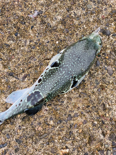 ショウサイフグの釣果