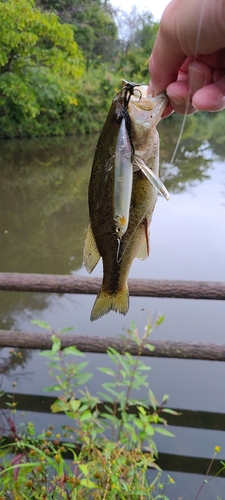 ラージマウスバスの釣果