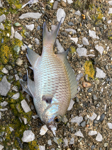 スズメダイの釣果