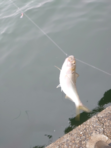 コノシロの釣果