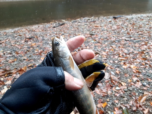 オショロコマの釣果