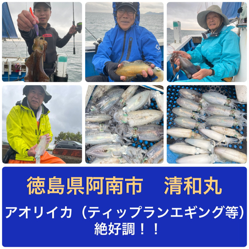 アオリイカの釣果