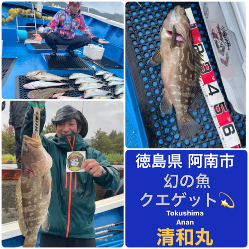 クエの釣果