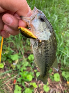 ラージマウスバスの釣果