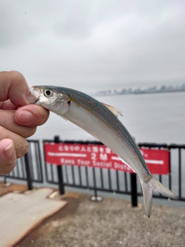 カタボシイワシの釣果