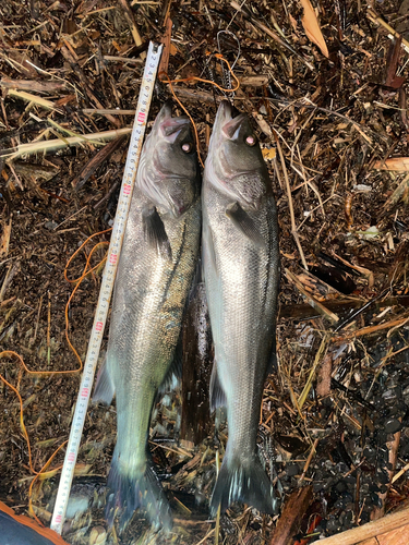 マルスズキの釣果