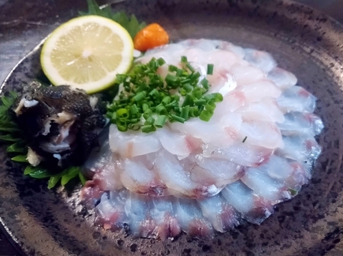 マゴチの釣果