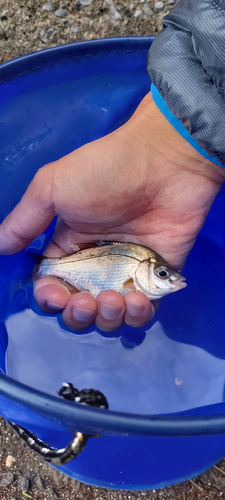 ウミタナゴの釣果