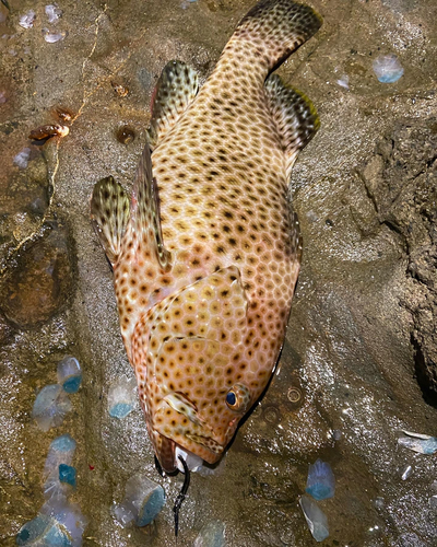 シロブチハタの釣果