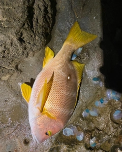 シブダイの釣果