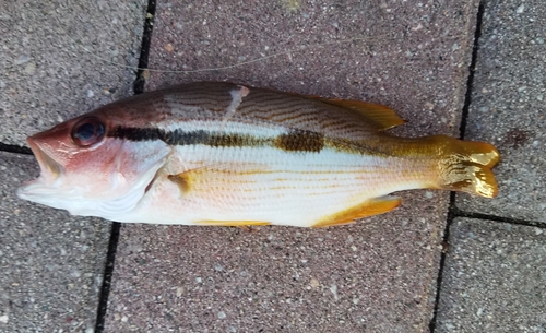 ヨコスジフエダイの釣果