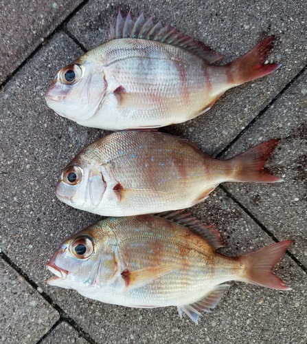 マダイの釣果