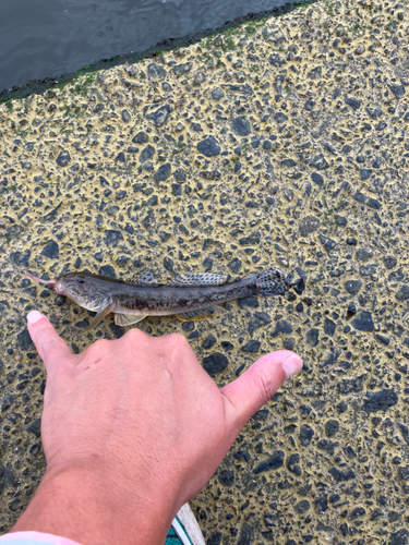 マハゼの釣果