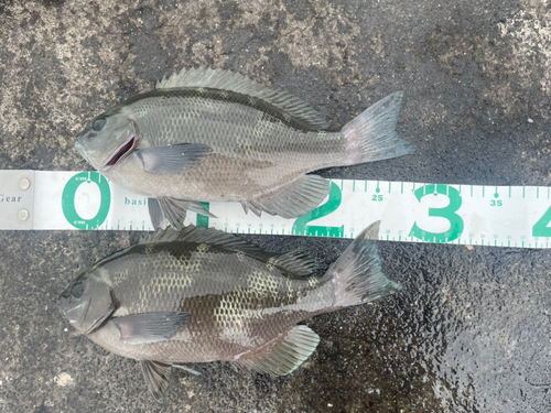 クチブトグレの釣果