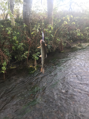 アメマスの釣果