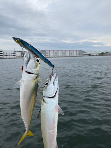 マサバの釣果