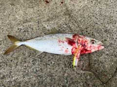 ツバスの釣果