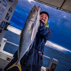 ハマチの釣果