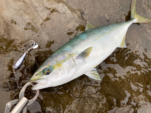 イナダの釣果