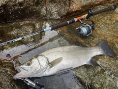 ヒラスズキの釣果