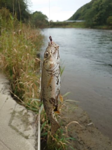 ウグイの釣果